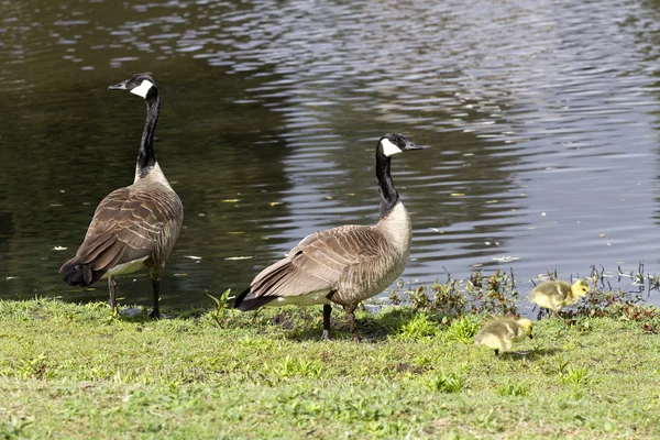 Famille des Bernaches du Canada Image En Vente