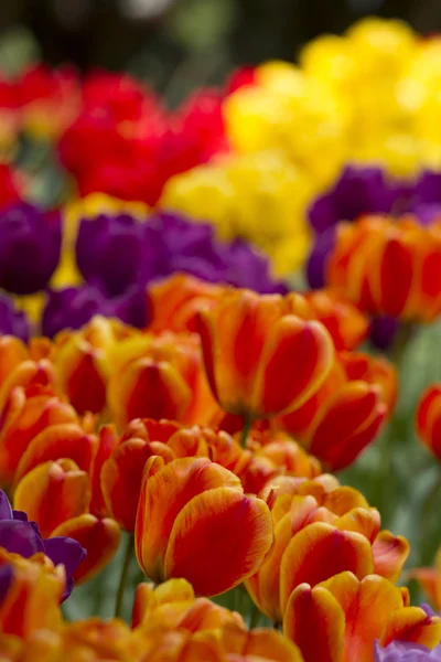 Orange Colored Tulips — Stock Photo, Image