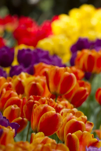 Oranje gekleurde tulpen Rechtenvrije Stockfoto's