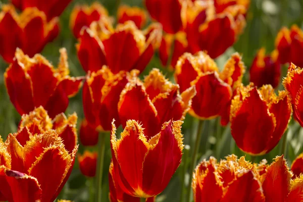 Orange Fringed Tulips — Stock Photo, Image