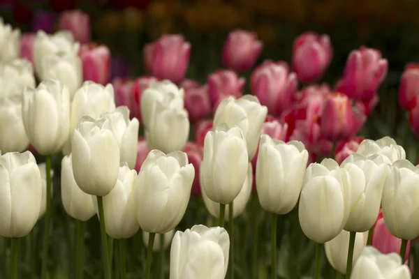 White Tulips — Stock Photo, Image