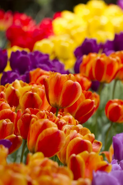 Multi Colored Tulips — Stock Photo, Image