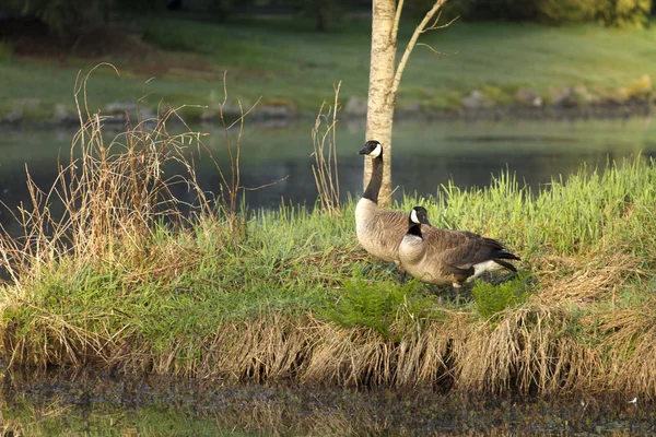 Ett par kanadensiska gäss — Stockfoto