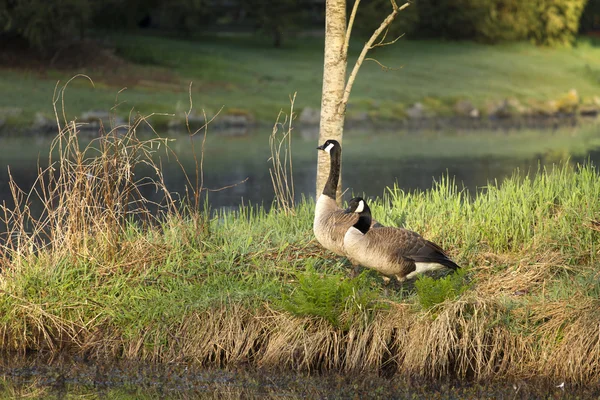 Een paar Canadese ganzen — Stockfoto