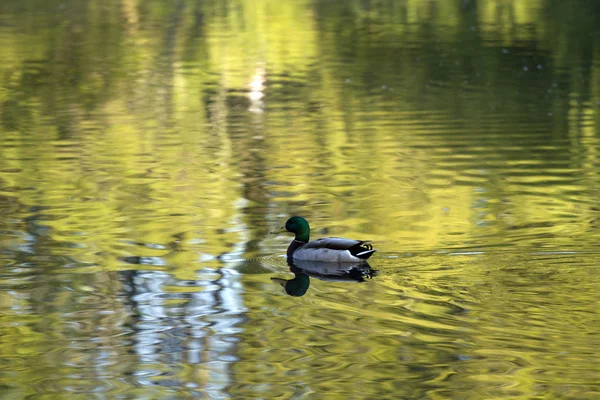 Pato-de-bico — Fotografia de Stock