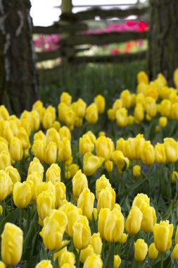 Bir çit önünde Sarı laleler