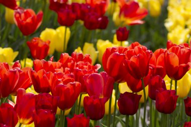 kırmızı ve sarı laleler