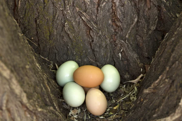 Yarım düzine yumurta — Stok fotoğraf