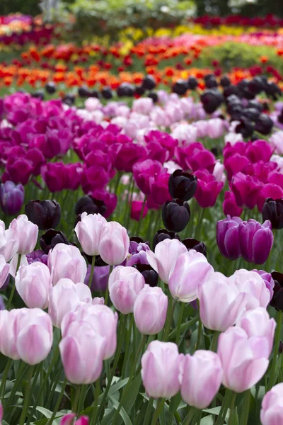 Rows of Tulips — Stock Photo, Image