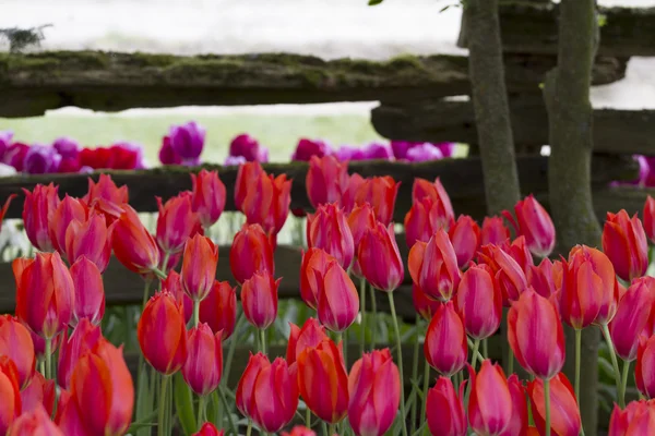 Multi Colored Tulips by a Mossy Fence — Stock Photo, Image