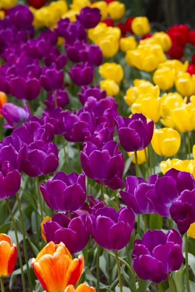 Bed of Tulips — Stock Photo, Image