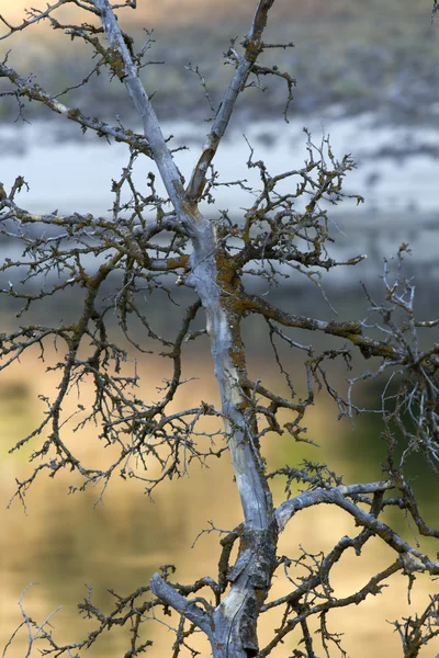 Мертве дерево вздовж річки лосося — стокове фото