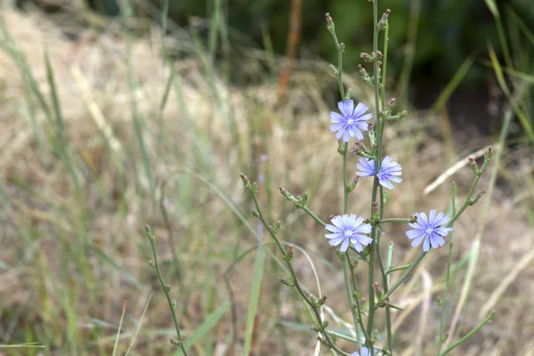 Ραδίκια Wildflower Φωτογραφία Αρχείου