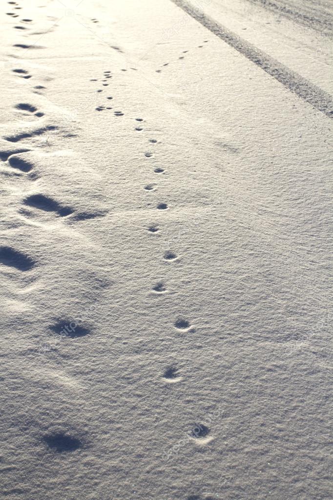 Tracks in Snow