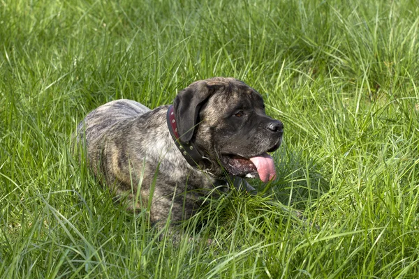 Männliche Dogge — Stockfoto