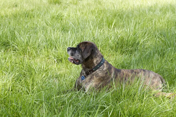 Mastino femminile — Foto Stock