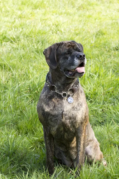 Kvinnliga Mastiff — Stockfoto