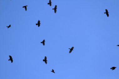 Mavi gökyüzünde uçan kargalar