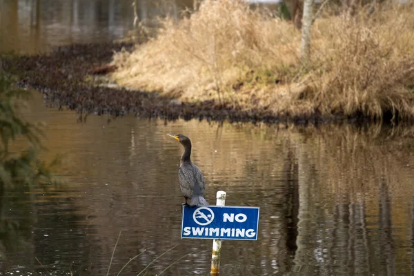 Kormoran — Stockfoto