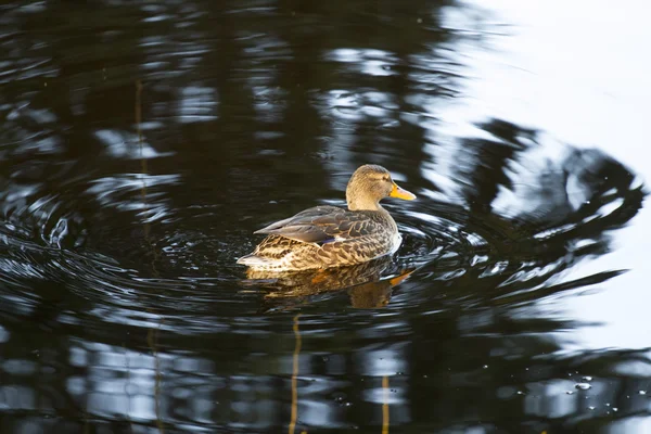 Kvinnliga gräsand — Stockfoto