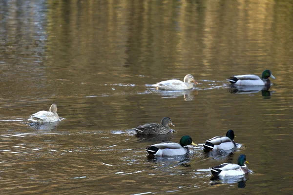 Stockente schwimmt — Stockfoto