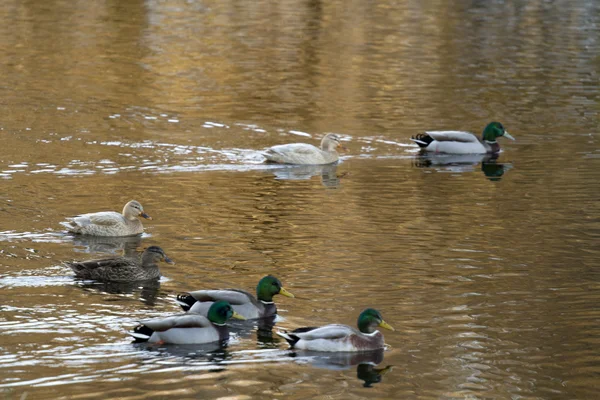 Πάπιες Mallard κολύμπι Εικόνα Αρχείου