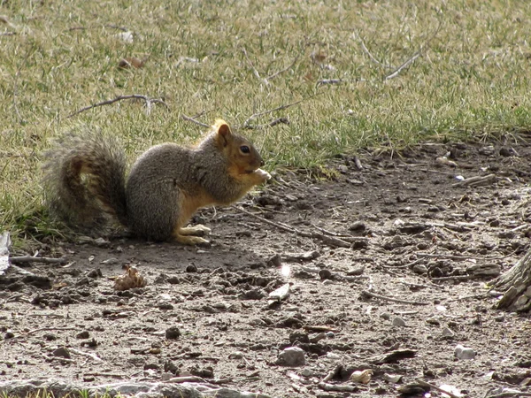 Écureuil dans le parc — Photo