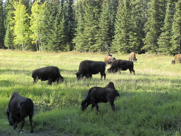 Besättningen av buffel Stockbild