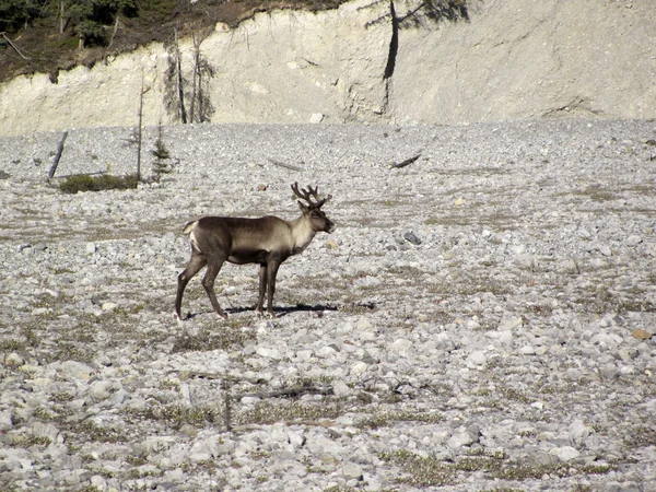 Caribou en Canadá Imágenes de stock libres de derechos