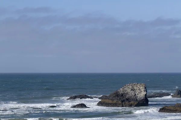 Foche spiaggia rocciosa — Foto Stock