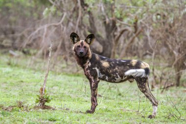 Afrika yaban köpeği Kruger National park, Güney Afrika