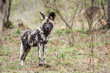 Afrika yaban köpeği Kruger National park, Güney Afrika