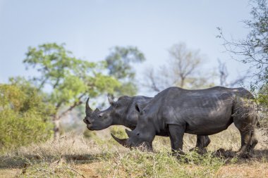Güney beyaz gergedan Kruger National park, Güney Afrika