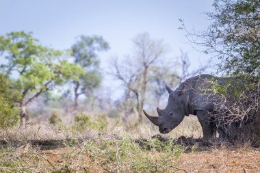 Güney beyaz gergedan Kruger National park, Güney Afrika