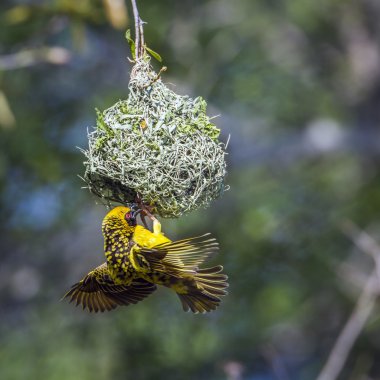Köy weaver Kruger National park, Güney Afrika