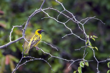 Köy weaver Kruger National park, Güney Afrika