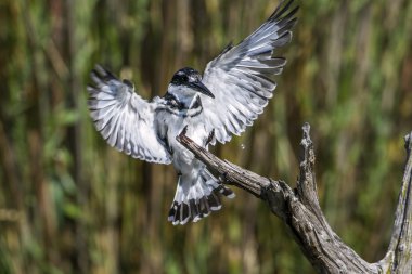 Pied kingfisher in Kruger National park, South Africa clipart