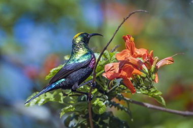 Mariqua Sunbird Kruger National park, Güney Afrika