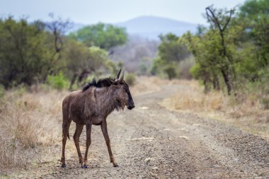 Mavi wildebeest Kruger National park, Güney Afrika