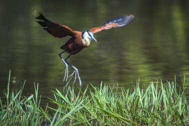 Afrika jasana Kruger National park, Güney Afrika