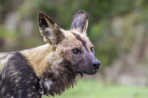 Cão selvagem africano no parque nacional de Kruger, África do Sul — Fotografia de Stock