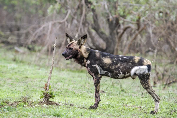 Perro salvaje africano en el Parque Nacional Kruger, Sudáfrica — Foto de Stock