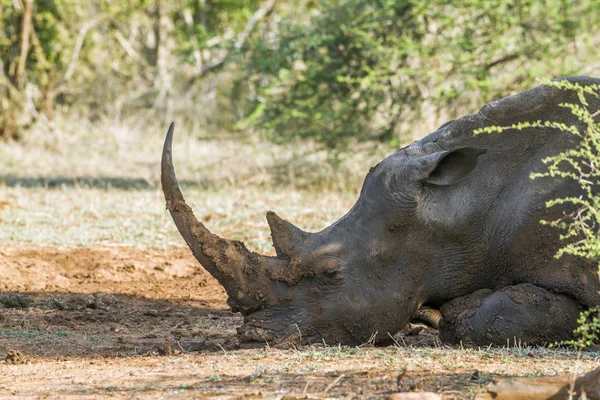 Eteläinen valkoinen sarvikuono Krugerin kansallispuistossa, Etelä-Afrikka — kuvapankkivalokuva