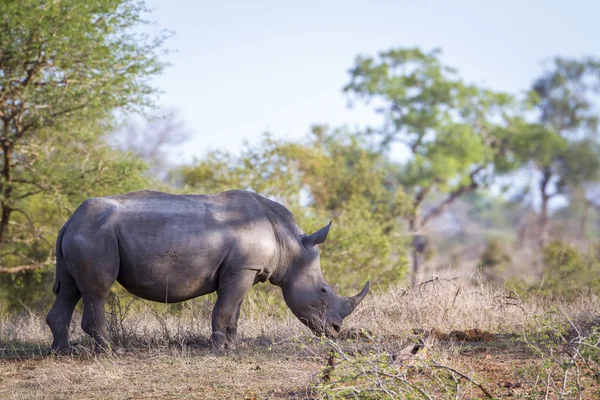 Southern white rhinoceros in Kruger National park, South Africa — Stock Photo, Image
