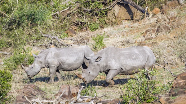 Southern white rhinoceros in Kruger National park, South Africa — Stock Photo, Image