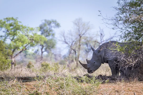 Güney beyaz gergedan Kruger National park, Güney Afrika — Stok fotoğraf