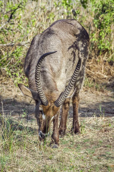 Gyűrűsfarkú víziantilop Kruger Nemzeti Park, Dél-afrikai Köztársaság — Stock Fotó