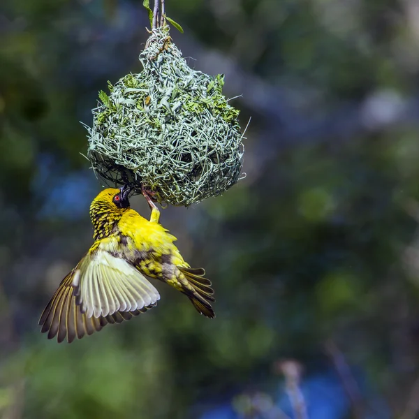 Village weaver in Kruger National park, South Africa — Stock Photo, Image