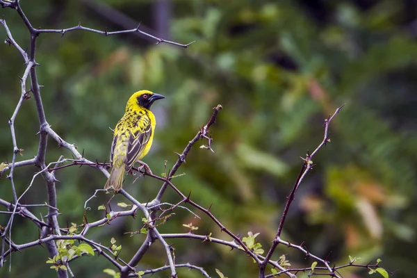 Village weaver in Kruger National park, South Africa — Stock Photo, Image