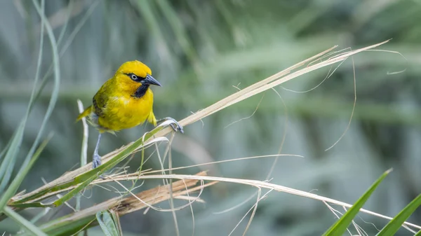 Spectacled Weaver nel parco nazionale di Kruger, Sudafrica — Foto Stock